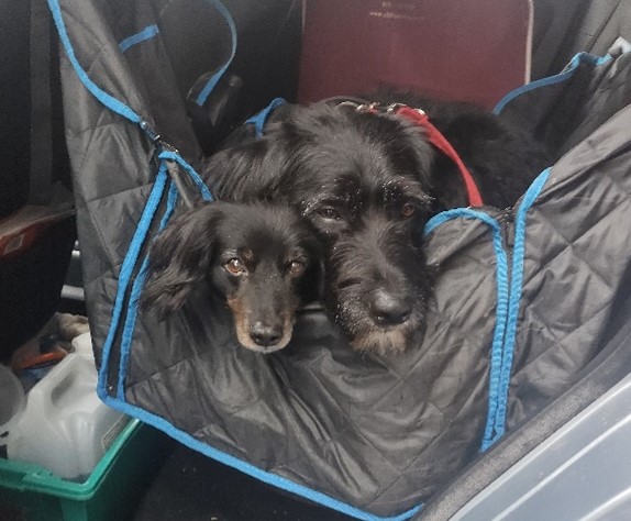 Alfie and Bernard snuggled up together