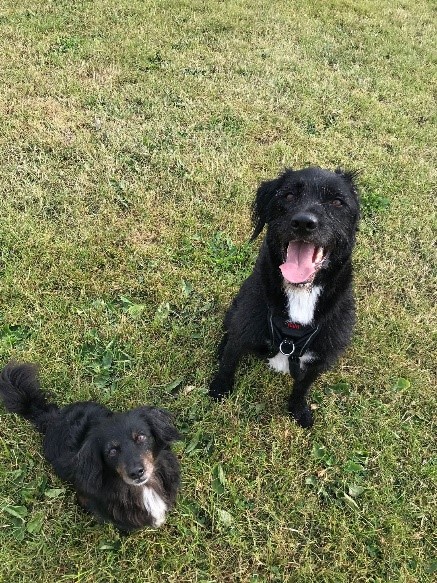 Alfie and Bernard out on the grass