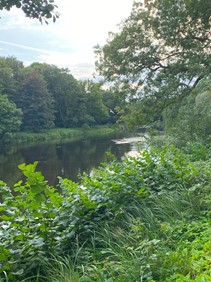 A photograph of a river with lush, green vegetation and trees